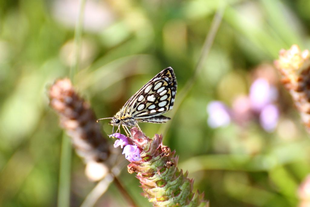 Hesperiidae: Heteropterus morpheus? S